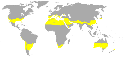 Världskarta som visar områden med subtropiskt klimat.